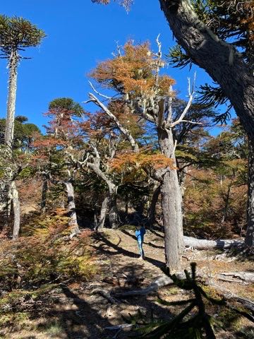 Bosque de araucarias y vegetación nativa en el Parque Nacional Villarrica.