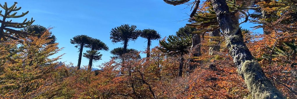 Araucarias que definen el paisaje y la identidad del territorio.