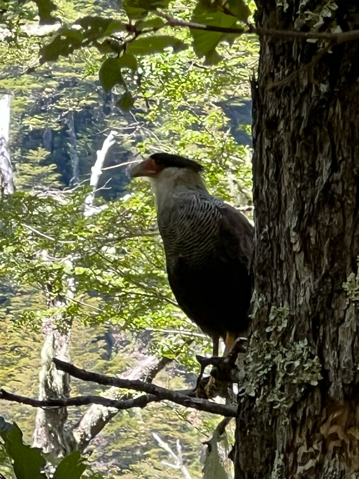 Aves en entorno natural Puesco