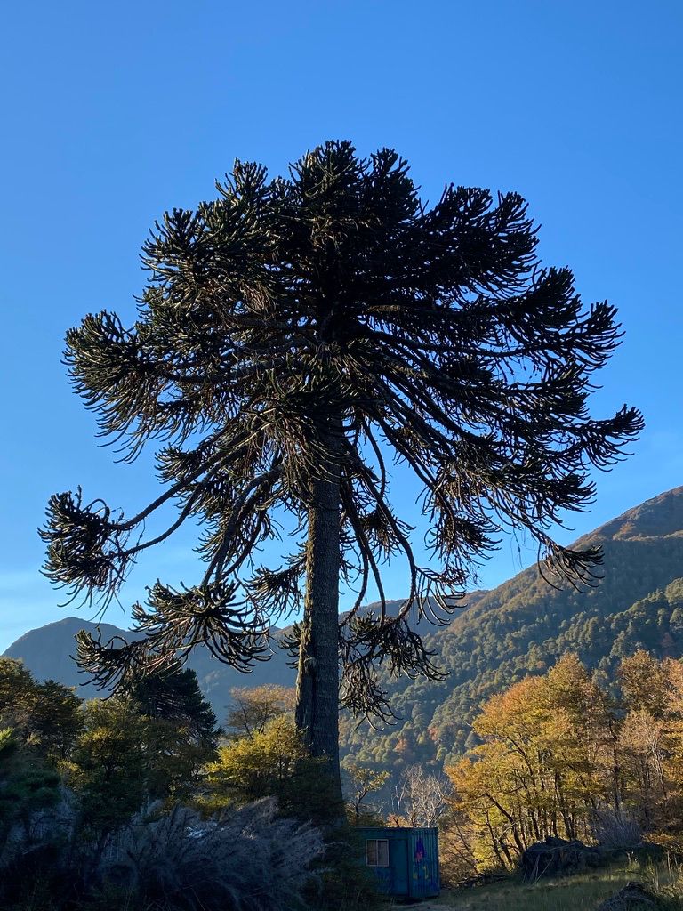 Trekking en el Parque Nacional Villarrica, con nieve y araucarias.