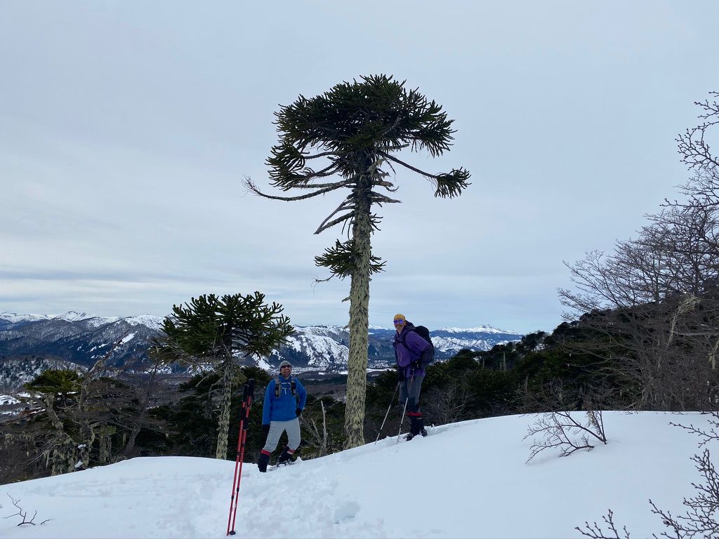 Trekking en el Parque Nacional Villarrica, con nieve y araucarias.