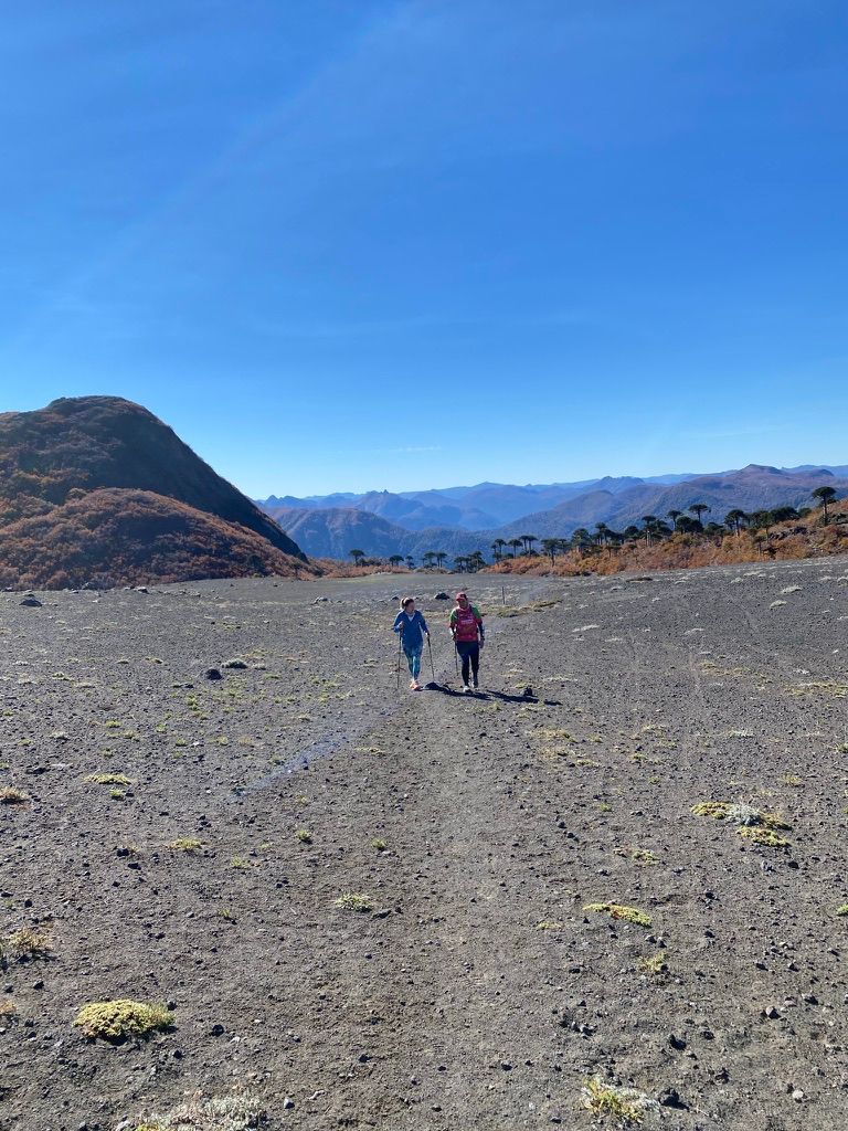 Sendero entre bosque nativo en el Parque Nacional Villarrica.
